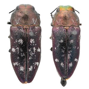 Diphucrania adusta, PL1037A, PL1037B, female and male, MU